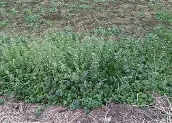 669acgc桃子 669acgc桃子